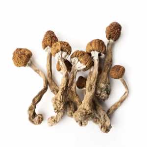 3.5g Magic Mushrooms